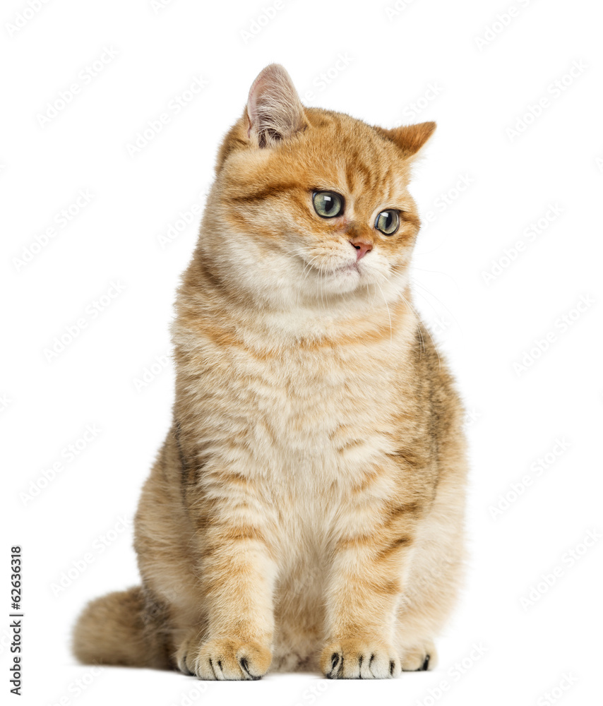 Obraz premium British shorthair sitting, looking down, isolated on white
