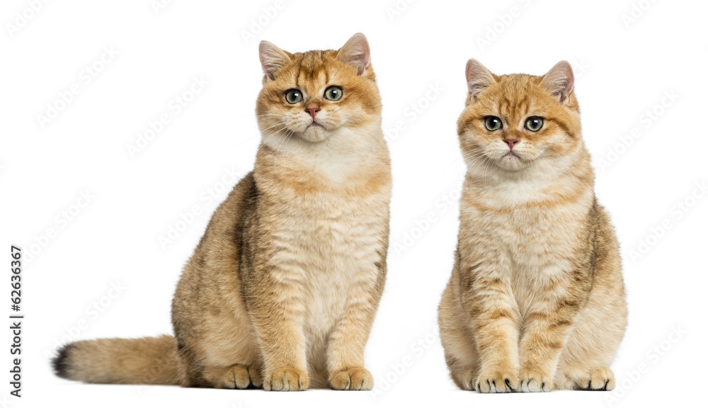 Two British shorthair sitting, isolated on white