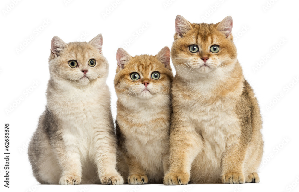 Group of British shorthair sitting in a row, looking at the came