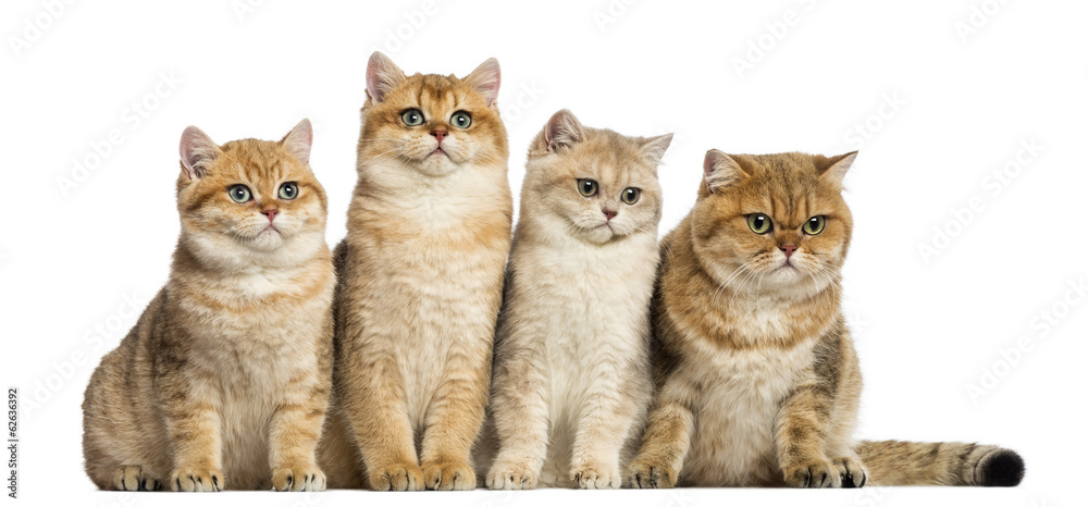 Group of British shorthair sitting in a row, isolated on white