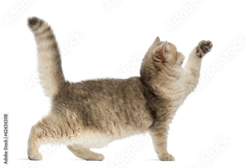 Fototapeta Naklejka Na Ścianę i Meble -  Side view of a British shorthair pawing up, isolated on white