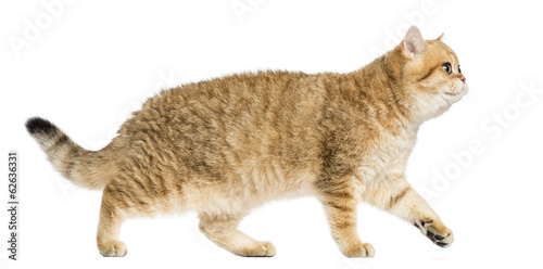 Fototapeta Naklejka Na Ścianę i Meble -  Side view of a British shorthair walking, isolated on white