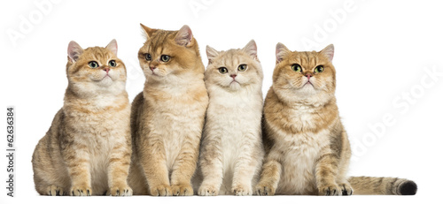 Group of British shorthair sitting in a row, isolated on white