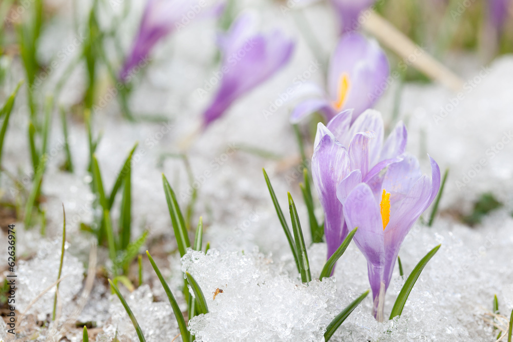 Obraz premium crocus flowers