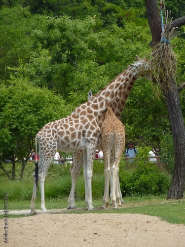 Girafe