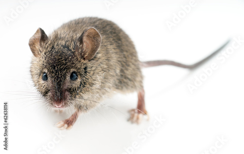 kleine Maus © PhotographyByMK
