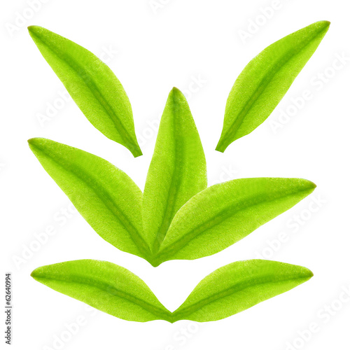 Green tea leaves in different position on a white background.