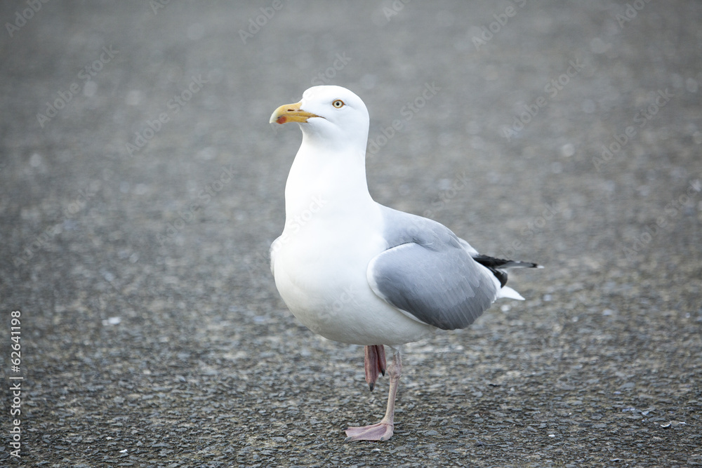 Herring Gull Herring Gull