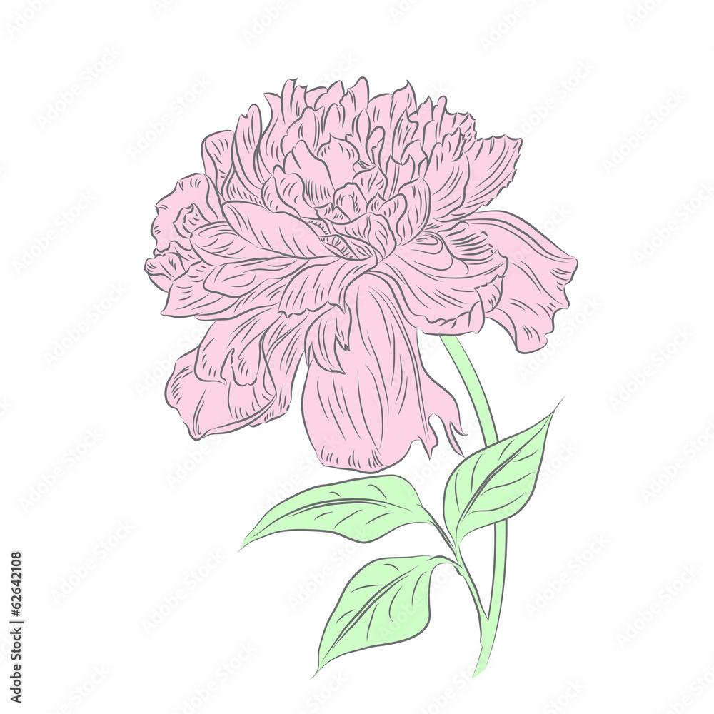 Romantic hand drawn peony flower.Vector illustration/EPS 8 Romantic hand drawn peony flower.Vector illustration/EPS 8