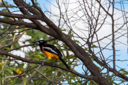 Venezuelan Troupial