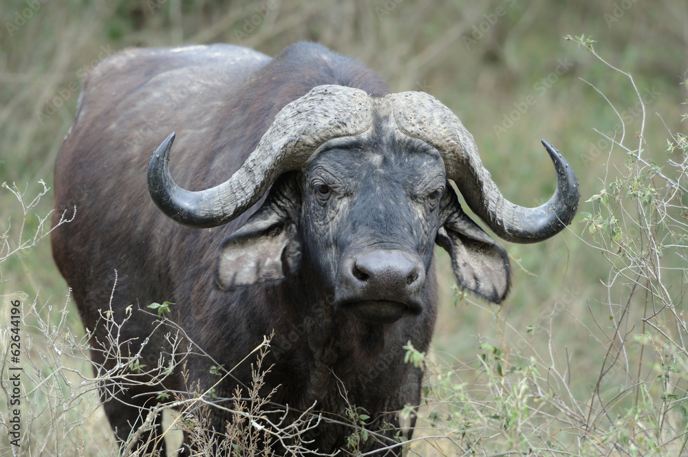Buffalo Buffalo