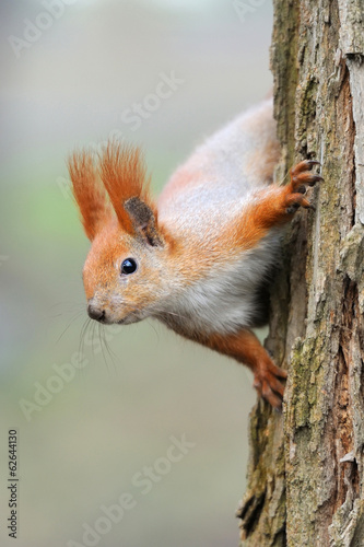 Red squirrel © byrdyak