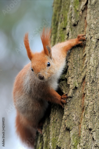 Red squirrel © byrdyak