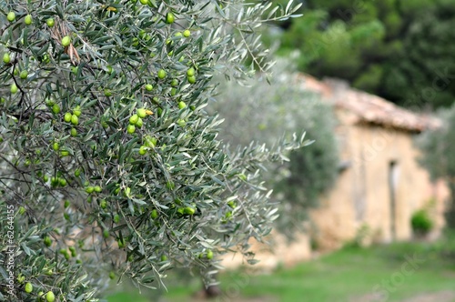 OLIVES VERTES