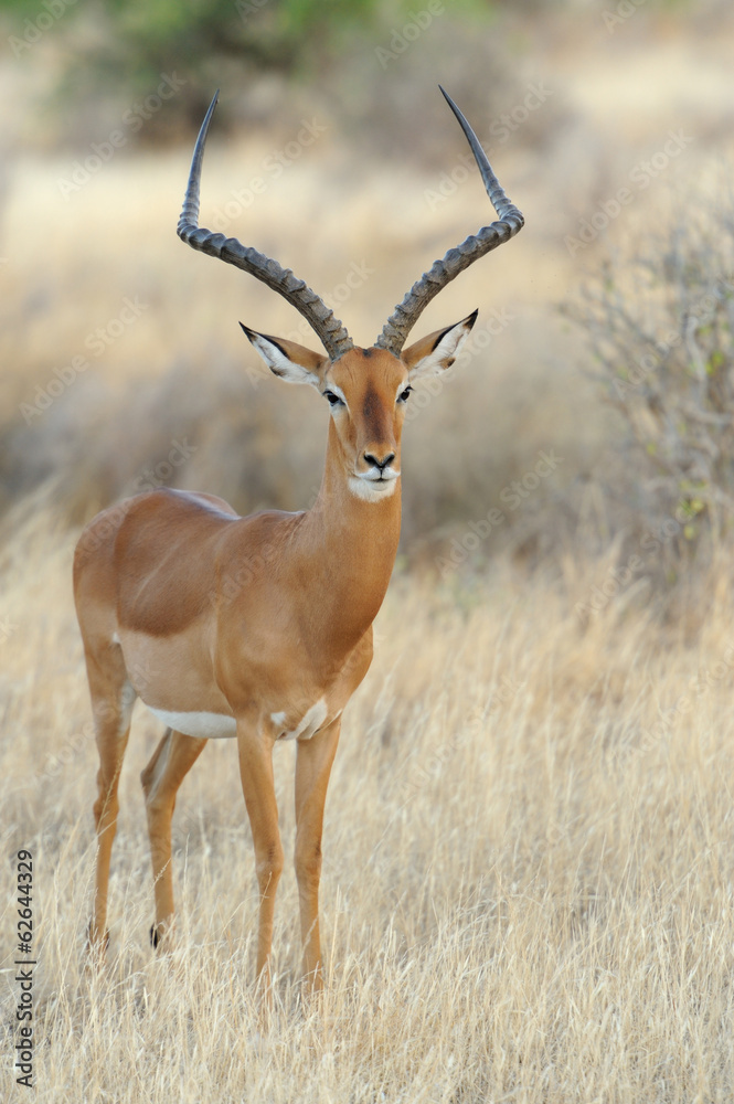 Impala Impala