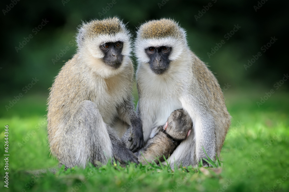 Vervet monkey