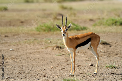 Thomson's gazelle