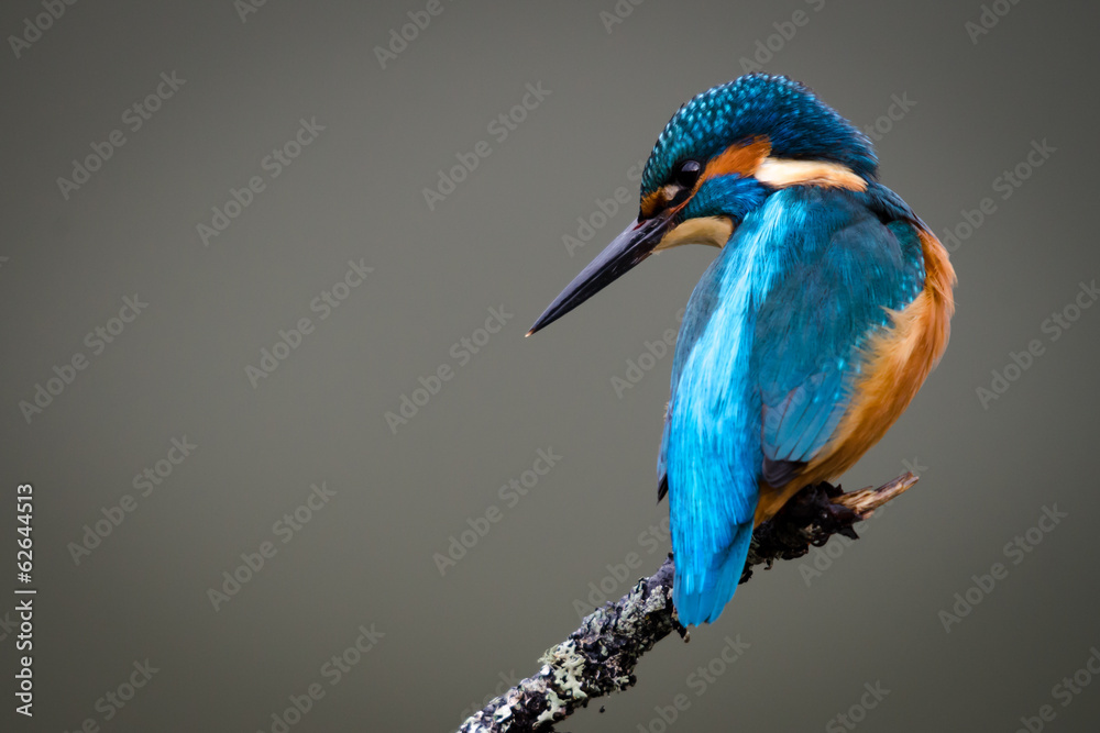 Obraz premium Wielka Brytania Wild Kingfisher