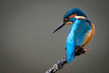 Crédence de cuisine Oiseaux UK Wild Kingfisher  © philscarlett.co.uk