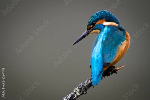 Naklejka na ścianę UK Wild Kingfisher