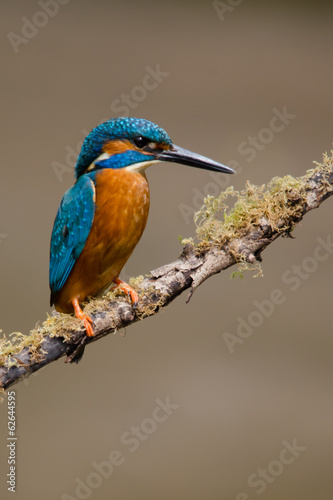 UK Wild Kingfisher © philscarlett.co.uk