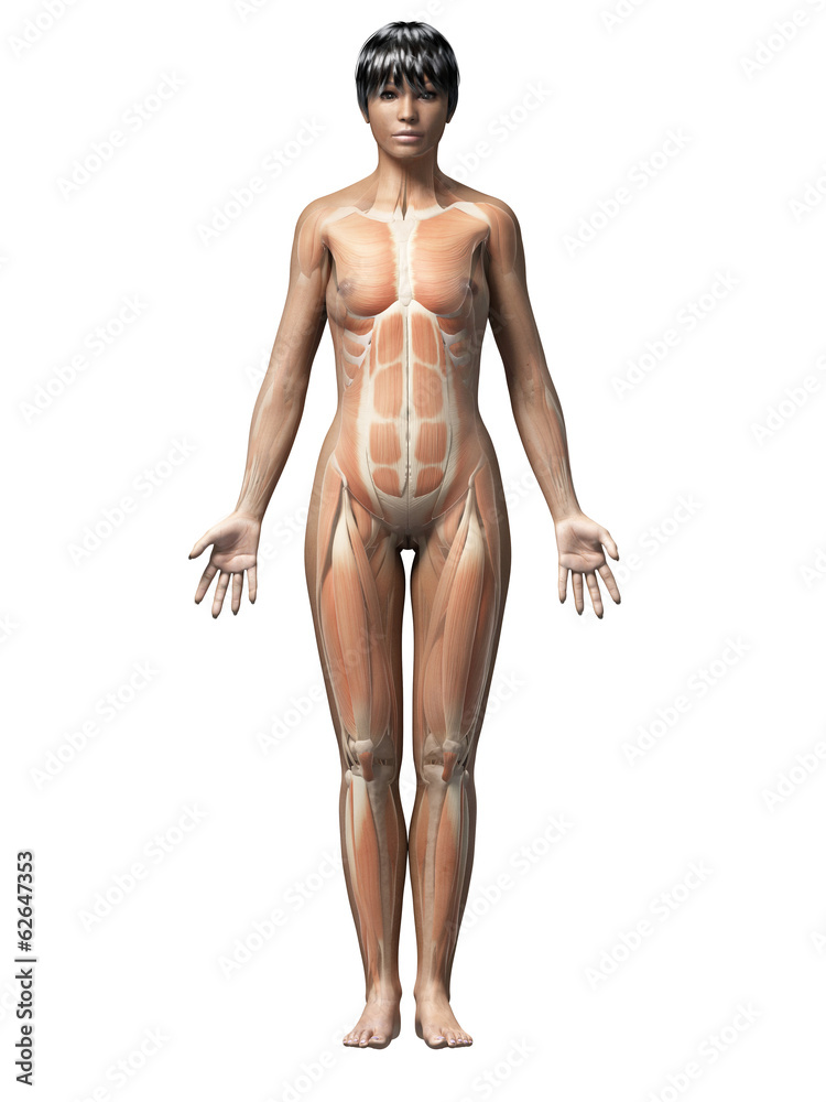 anatomy of an african american woman - muscles anatomy of an african american woman - muscles