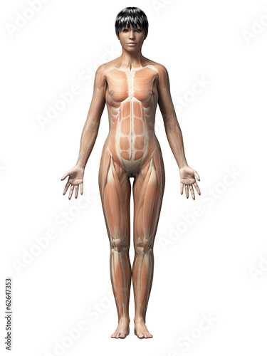 anatomy of an african american woman - muscles