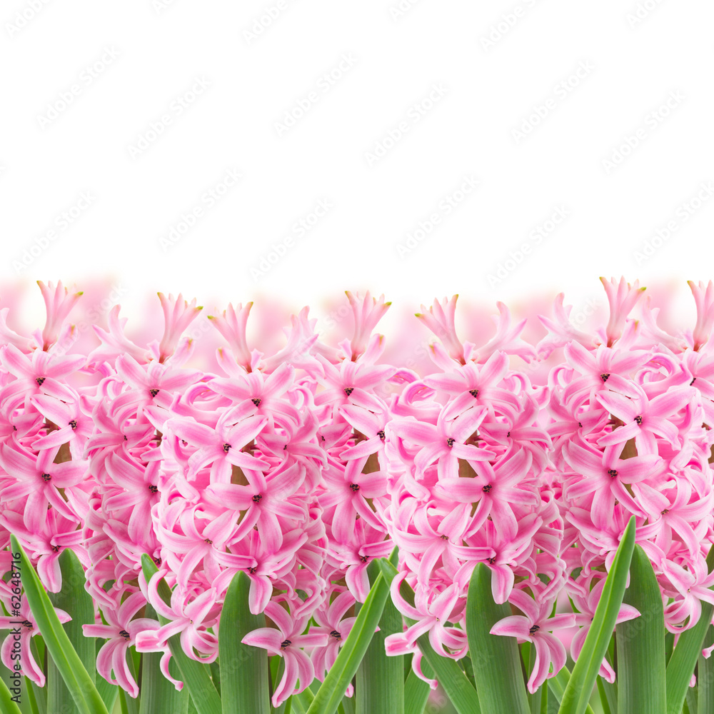 Obraz premium pink hyacinth flowers border