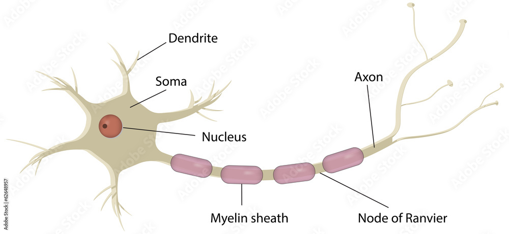 neuron cell model labeled