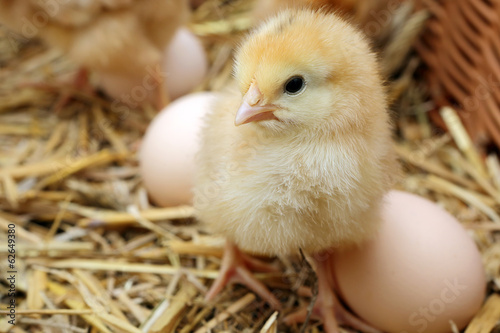 Fotografering Little chicks in the hay with eggs