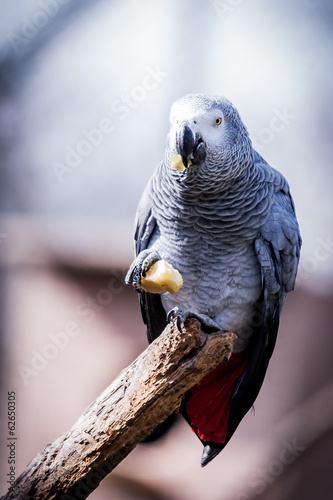 Perroquet gris du gabon