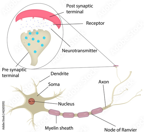 Neuron and Synapse Labeled Diagram