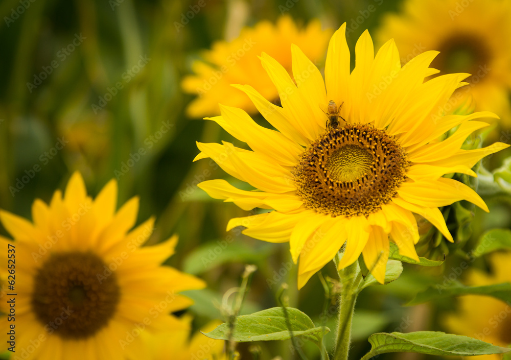 Fototapeta premium Sun Flower Bee