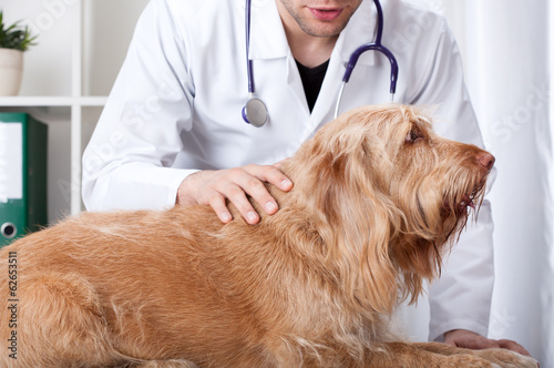Foto Dog on table at surgery