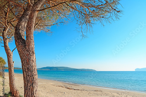 pine by the sea © Gabriele Maltinti