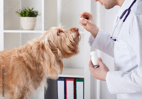 Dog during taking medicine