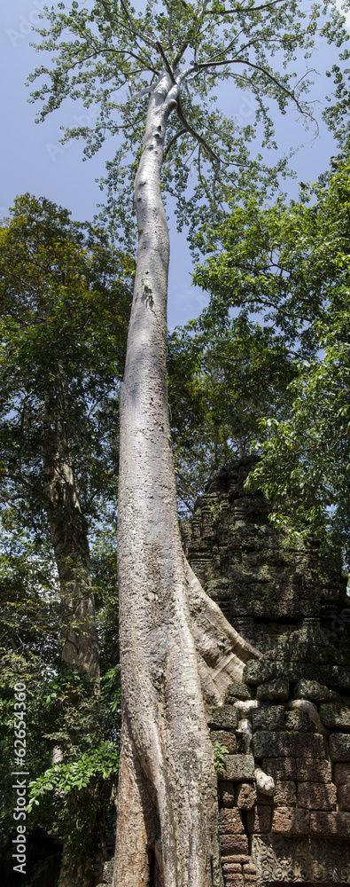 Fototapeta premium Angkor Wat - Indianer Jones | Tomb Raider Tempel