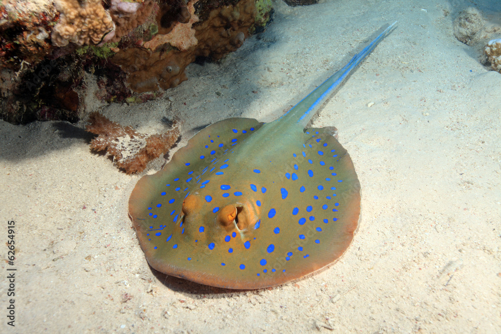 Obraz premium Bluespotted stingray on sandy bottom