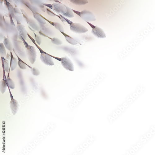 Spring willow tree in spring bloom