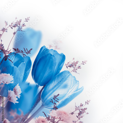 Fototapeta Naklejka Na Ścianę i Meble -  Blue tulips with mimosa, spring background