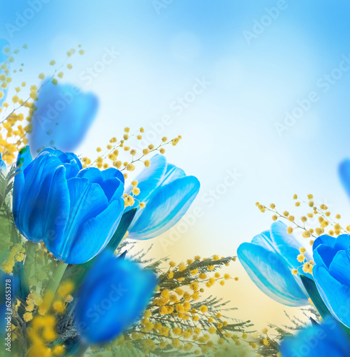 Fototapeta Naklejka Na Ścianę i Meble -  Blue tulips with mimosa, spring background
