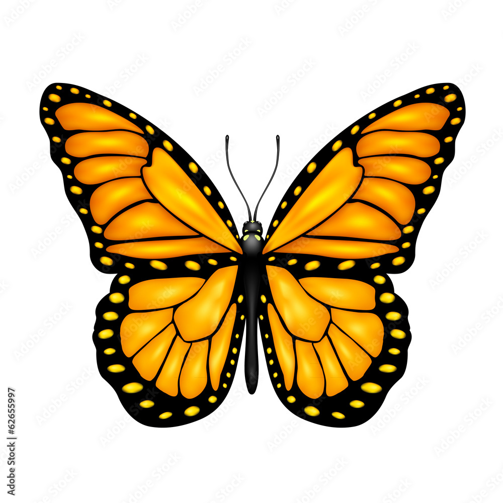 Fototapeta premium Orange butterfly