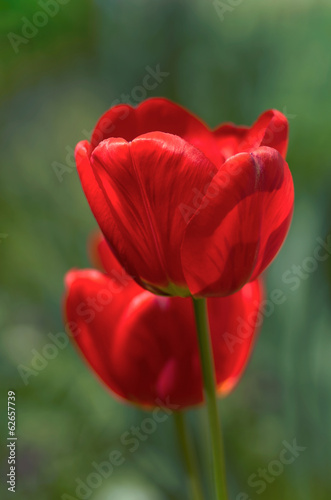 Tulips In The Garden