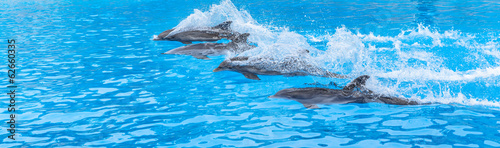 Dolphins swimming in a race across the pool