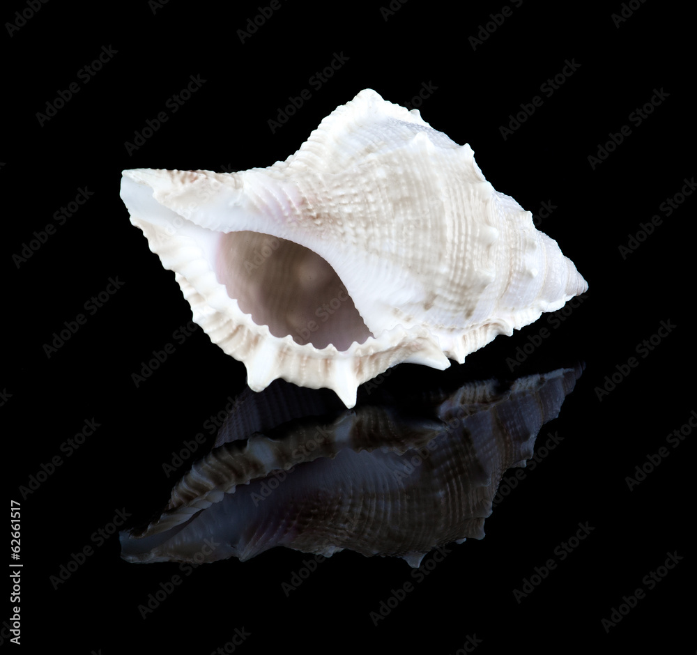 Conch shell Conch shell