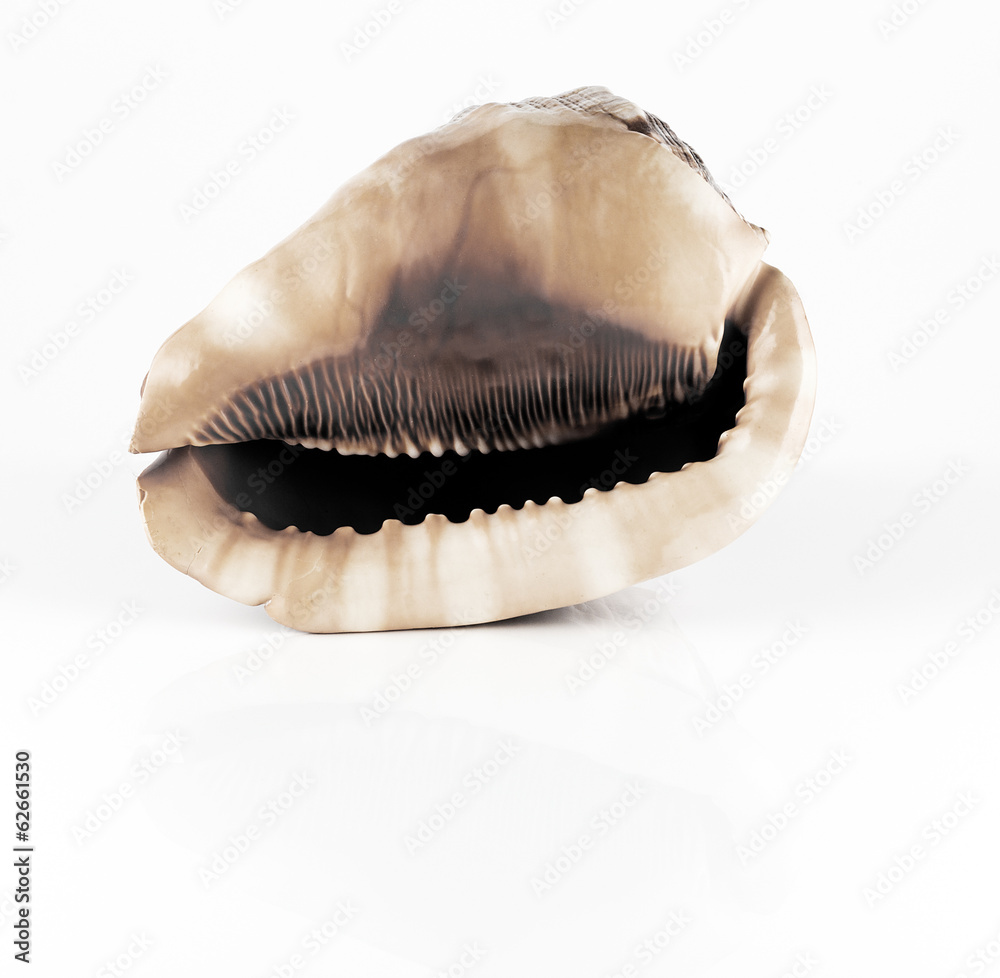 Conch shell