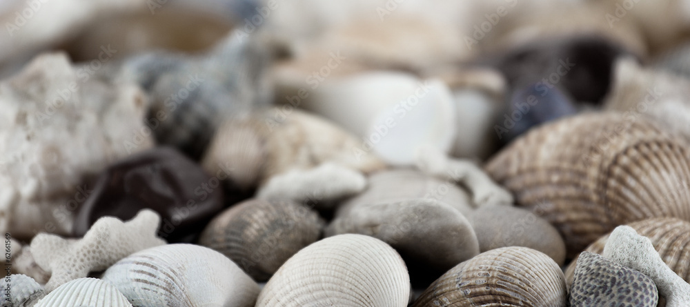 shells and conches texture