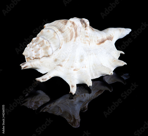 Conch shell