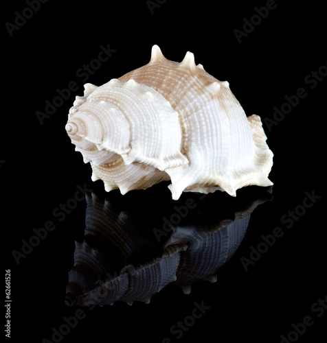 Conch shell © Farnaces