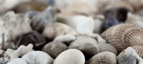 shells and conches texture